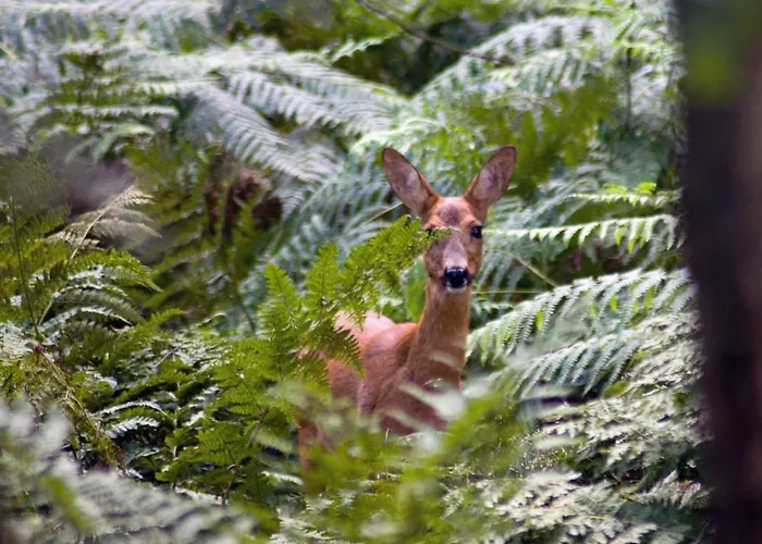 Appelvink, Toplocatie In Bosrijke Omgeving シャレー オーイステルウェイク