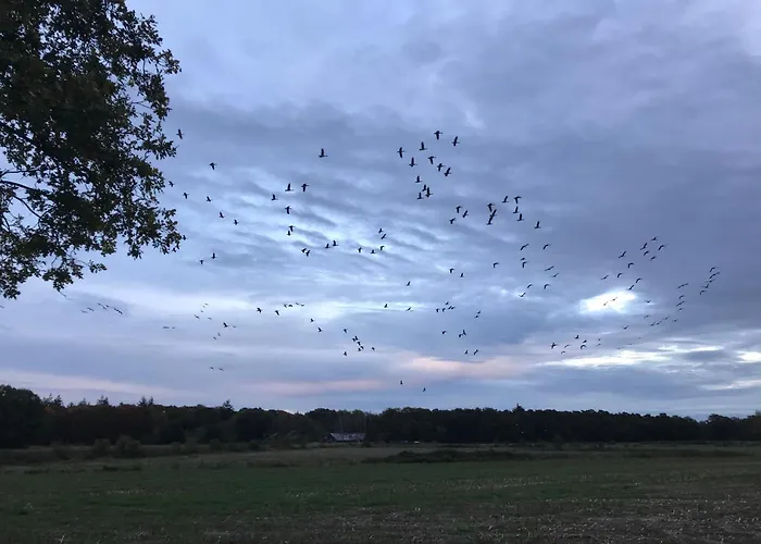 Appelvink, Toplocatie In Bosrijke Omgeving * オーイステルウェイク